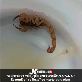 “GENTE DO CÉU, QUE ESCORPIÃO SACANA!” Escorpião “ se finge” de morto  para picar #vídeo #escorpião #viral #sorrisomt #jk #jknoticias 
