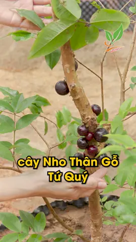 Nho Thân Gỗ tứ quý cho trái quanh năm, giá chỉ vài trăm ngàn 096 234 7777 #nhavuonkhanhvo #nhotuquy