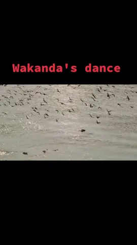 Wakanda people dancing #foryou #wakandaforever #goviral #soorajvlogshub 