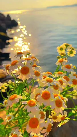 Good luck!🥰💐#GCashStories #tiktok #beautiful #foryou #flowers #sunrise 