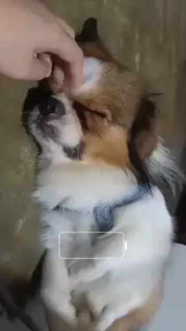 cutie 😆 #miggy #dogsoftiktok #dogessentials #fyp 