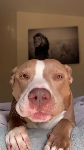 ☀️ #goodmorning #bigstretch #mlems #goodboi #pitbull #fyp 