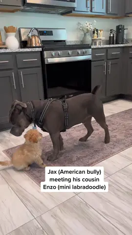 The sweetest 😩🤍 #dogs #dogsoftiktok #doglover #americanbully #minilabradoodle 