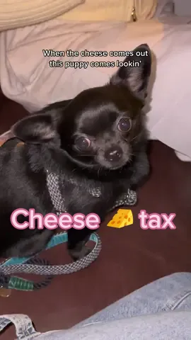 The rules are the rules! 🧀 #cheesetax #cheesetaxsong #puppysongstiktok #taxseason  #cheeseboardcheck #cheeselovers #fyp 