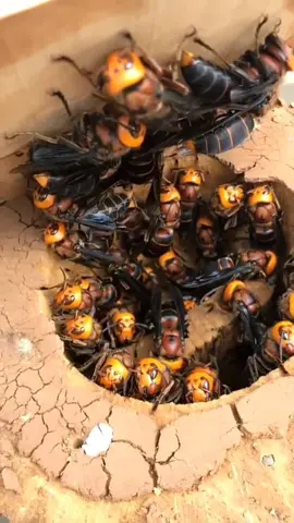 #stitch with @bebeetok BIG! HUGE! CLOSE THE DAMN THING!!! #fyp #foryou #foryourpage #nope #japanesegianthornets #hornet