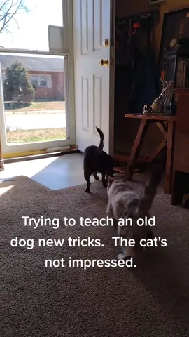 This is Mia a teenage chihuahua. Token is the asshat cat that is super judgemental. Mia is trying to learn to fetch. it's going poorly as you can see. 😂 #dog #dogsoftiktok #dogs #catsoftiktok  #catsoftiktok