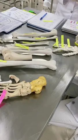 A patela é comigo mesmoo 🤣🤣#fy #foryou #anatomia #faculdade #ossos  #VozDosCriadores 