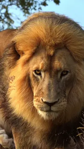 Would you 💩 your pants if a lion walked up to you? Asking for a friend😅 #lionking #animalsoftiktok #africanwildlife #kingofthejungle 