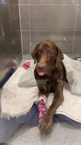 found this in my drafts #vetmed 