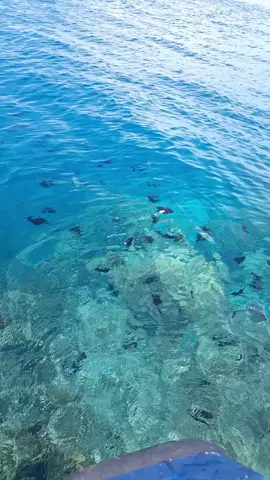 #fypシ゚viral #fyp #derawanisland #freediver 