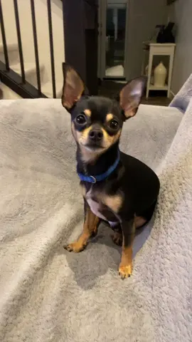 #chihuahua #chihuahuastiktok #chihuahuas #chihuahuafanclub🐾🐶  #dog #dogs #adorableanimals #adorable #pup #socute #chihuahualove #pets #pet #doggy #smart #genius #fyp #foryoupage #foryourpage #viral #famous #makemefamous  