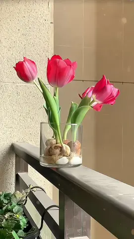 Củ hoa tulip cho bạn nào muốn trồng thử nè.🌷