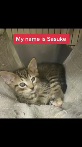 Sasuke comes home #rescue #catslovers #catsarefamily 