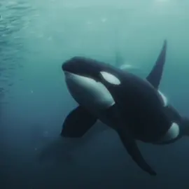 👑 of the ocean #fyp #orca #edit