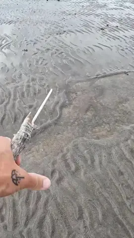 (60) - Survival series with YBS Youngbloods#seafood #octopus #spearfishing #survival #tiktokfish #catchandcook #fyp