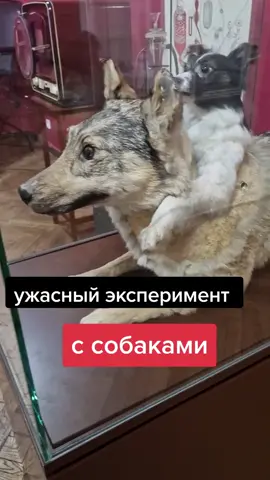#ужасный #эксперимент #с#собаками#музей#чучуло#собак#истории#медицины#рига#латвия #ужас#2023