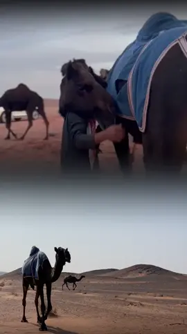 #اكسبلور #الذود #الهشتاقات_للرخوم_الا_أنا #fypシ 