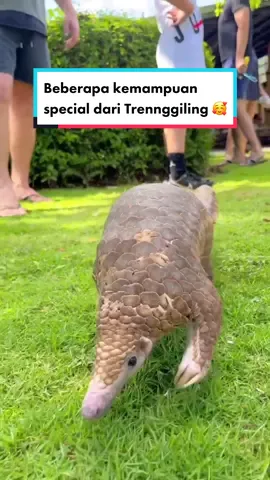 Beberapa kemampuan special dari Trennggiling 🥰 #Trenggiling #BaliZoo #ExploreBaliZoo #animaldoingthings #animalsoftiktok #faktabinatang 