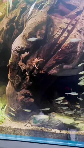 ℕ𝕠 𝕨𝕠𝕟𝕕𝕖𝕣 𝕥𝕙𝕖 𝕟𝕦𝕞𝕓𝕖𝕣 𝕠𝕗 𝔽𝕚𝕤𝕙 𝕚𝕤 𝕤𝕝𝕠𝕨𝕝𝕪 𝕕𝕖𝕔𝕣𝕖𝕒𝕤𝕚𝕟𝕘😅 | #tetra #tetrafish #crab #babycrab #funny #crabeating #fishfeeding #feedingfish #fishtok #crabtok #trending #trendingvideo #fishkeeper #fishkeeping #hobby #fishlover #aquariumfish #aquatic #aquaticlife #aquatic #aquascape #aquascaping #aquaticplants #aquarium #terrarium #pet #fish #aquaticmalaysia #freshwateraquarium #aquascapemalaysia #fyp #水族馆 #宠物 #水草 #水草缸 #水族造景 