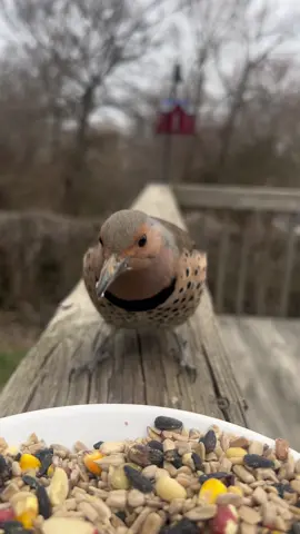 In all my years of tiktoking birds I have had ZERO sucess getting any footage of a Northern Flicker, until today. 🥹  They are so beautiful. #SeeHerGreatness #fyp #fypシ  #birdwatching #birdnerd #birdsoftiktok #flicker 