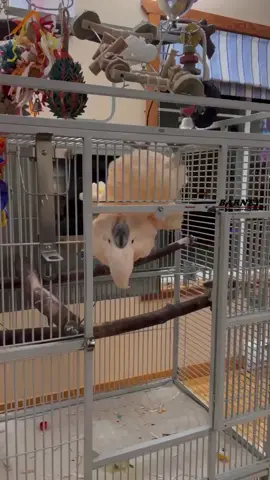 An exclusive Barney video just for TikTok!!! Swinging Upside Down and I’m Tired of this Toy! 🛞🧡🤣 #westcoastbarney #exclusive #tiktok #upsidedown #fun #happy #loveable #barney #moluccan #cockatoo #parrot #barneythewestcoastcockatoo