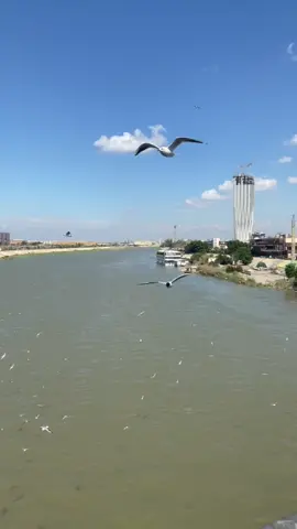 حلوه بغداد ؟🤎#جسر_الجادرية_بغداد  #الانبار_مدينة_الرمادي #حسحس #كامره #الترند_الجديد🔥  #مصمم_فيديوهات 