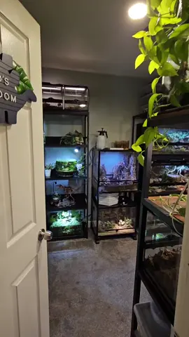 Welcome to my animal room 🩷 I'm still working on it and there's a lot to do still. Half of the tanks and terrariums are still empty. I always establish them before getting animals. #aquascape #terrarium #plants #reptiles #fish 