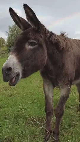 #funnydonkey makes noise to wake u up everyday #donkey #donkeysoftiktok #donkeys #horse #horsesoftiktok #usa_tiktok #fyp  