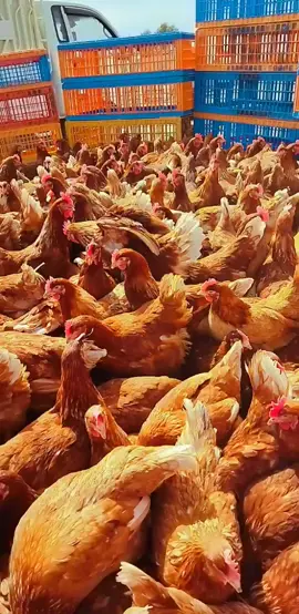 مریشکی سوری باڕ تازەبەهێلکەهاتوە #شوێن حاجیاوای  سەربەرز