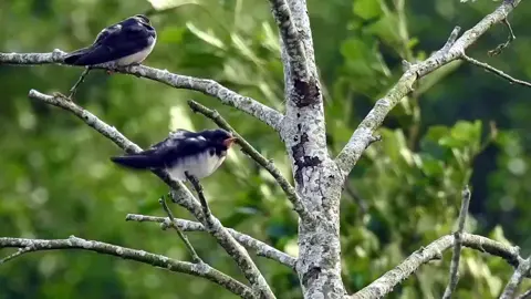 صوت تغريد العصافير #تغريد #عصافير #هدوء  #لايك #الامارات #اكسبلور #دبي #كومنت #السعودية #فولو #الكويت #explore #بدون_توقيع #تصويري #ابوظبي #تصميم #تفحيط #بدون_حقوق #تصوير #صوره #حب #صور #دوس_مرتين_على_الشاشه #قطر #منشن #ضحك #تصميمي #السعوديه #حزن #الرياض #العين#tiktok #trending #stitch #fier#t #fyp #foryou #foryoupage #fypシ #fy #funny #explore 