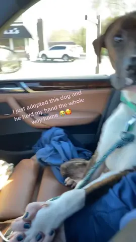 He’s such a sweet boy 🥰 #shelterdog #adoptdontshop #rescuedog #sweet #adoption #shelter #dogsoftiktok #muttsoftiktok 