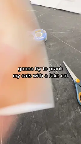 i tried to pull a prank on my cats and only one of them fell for it #cat #catprank #catsoftiktok #cat #pets #funny #prank #fyp