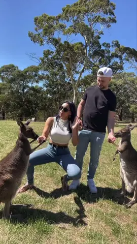 The kangaroos were paid actors 🤣 #couples #couplestiktok #funnycouplegoals #husbandwifehumor #couplegoals #glamwithnikki #nikkiandseb #couplesdance 