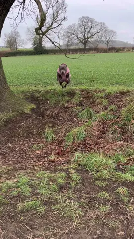 Hope this makes you laugh as much as it did me🤣😭 #staffy #staffylove #mylathebluestaffy #bluestaffy #staffypuppy #staffylovers #staffysmile #staffymoments #staffylife #viraldog #dogtrend #beautifulbully #staffysoftiktok #doglovers #dogsoftiktok #bluestaffypuppy #croissant 