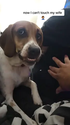 Now he don't want me to touch my wife, I hate it here 😂. #dogownerproblems #dogsoftiktok #mrstealyogirl #puppytok #buckythedog 