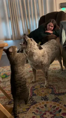 i promise they love each other <3 no animals were harmed in the making of this video #kitty #doggo #playtime #fyp #foryou #funny #laugh #besties 
