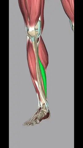 The soleus muscle is the largest and most powerful muscle in the lower leg. It originates from the head of the fibula and soleal line of the tibia and inserts into the posterior calcaneus via the achilles tendon. Its action is to plantarflex the ankle and to stabilize the tibia when the foot is touching the ground. It is estimated to create as much as 80% of the force generated in the lower leg during plyometric activity. Try this soleus release and let me know how it goes for you! 💪🏼 #physicaltherapy #physio #physiotherapy #calf #anklepain #achilles #anatomy #physiology #kinesiology #plyometrics 