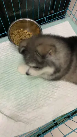 Cute baby malamute  #alaskan #malamutepuppy #alaskalife #malamutesoftiktok #cutepuppyvideos #cutepuppylife #doglover🐶 