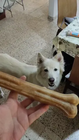 ميلكي بتوكل عظمة #هسكي❤️ #حيوانات_مضحك #جولدن_ريتريفر #كلاب_كيوت 