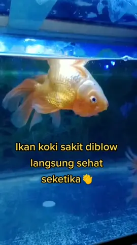 Iteracare mudah digunakan dan bisa dipakai buat hewan&tanaman. Terapi dengan gelombang terahertz akan mengaktifkan&meregenerasi sel2 tubuh. #iteracare #stokisresmitera #terapigelombangterahertz #iterabuathewan #menyuburkantanaman #pecintahewan #pecintaikanhias #pecintahewanpeliharaan #pecintahewanindonesia#menyembuhkansakitkoki #hobiikanhias #komunitaskoki ##komunitaskokiindonesia 