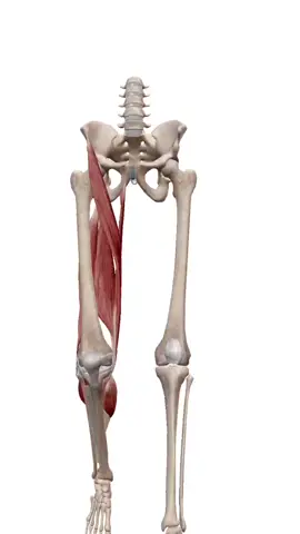 ✅️LA FLEXIÓN DE RODILLA es un movimiento importante durante la fase de la #marcha o en otras palabras para #caminar.👇 Vemos la cantidad de músculos involucrados en su ejecución, por lo cual al tratar una #lesión debemos intervenir sobre la capacidad de cada uno de estos #músculos  En #Fisioterapia tenemos el #cocimiento y las #herramientas como #electroterapia #ultrasonido #tecarterapia o #láser y #ondasdechoque  para mejorar el estado de salud de tus #pacientes.  #anatomía #fisioterapiaymovimiento #vida #salud #estudiante #parati 