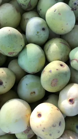 This fruit is called the Marula fruit which is used to make Amarula Liqueur. Oshiwambo speaking people have made a drink called Omongo for years as you see here and i must say it taste really good but be warned it may get you drunk 😄 #traditionaldrinks 