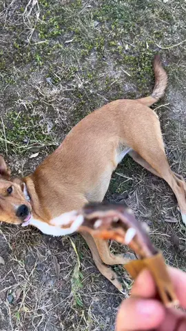 Costa Rica problems 😅😅😅 #OhNo #ohnono #dogsoftiktok #costarica 