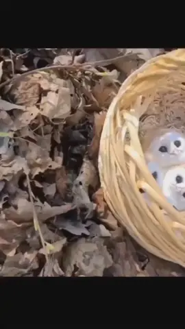 صغار طائر البوم سبحان الله العظيم 