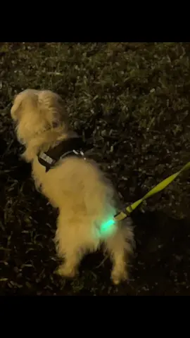 He got a lightning as$ #dog #funny #light #maltese 