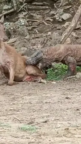 #animals #wildanimals #animalword #komododragon #thegioidongvat 