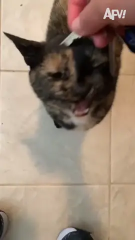 The way that cat screamed 🥲❤️ #afv #cat #catsoftiktok #pet #cute #funnyvideos 