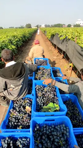 Cosecha de Uvas 🍇  grape harvest 💚  🌱🛤️🚜🤠  #inversioneselvillorro #agro #agriculture  #harvest #grape #farming #siembra #campo #fruit 