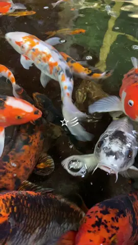 koi are so cute 🙁 #koi #koifish #koipond #fypシ  #foryou #driftinghome #studioghibli #xyzcba 