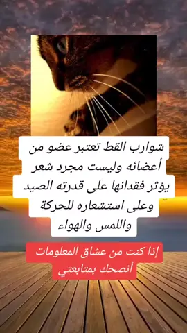 #CapCut #walid_shelby #اكسبلور #معلومات_دينية #علم_النفس #fypシ 